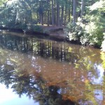 trees reflecting in the water