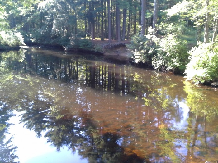 trees reflecting in the water