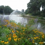 Flowers by the river in Canada