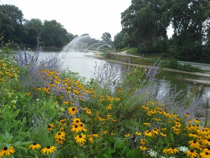 Flowers by the river in Canada