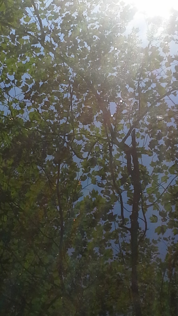 tree reflection in the water