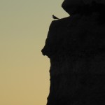 Bird on a Cliff