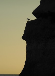 Bird on a Cliff