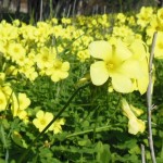 Flowers on Rio Guadalqui