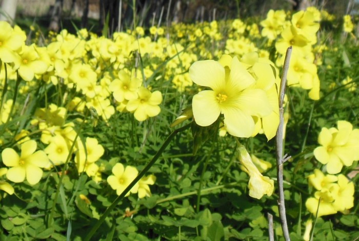 Flowers on Rio Guadalqui